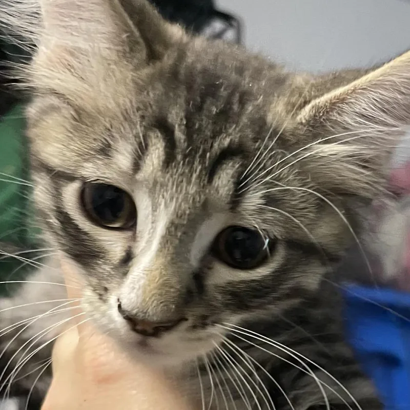 A baby small-sized male Brown / Chocolate Domestic Short Hair cat named Bitsy for adoption in Port Charlotte, FL