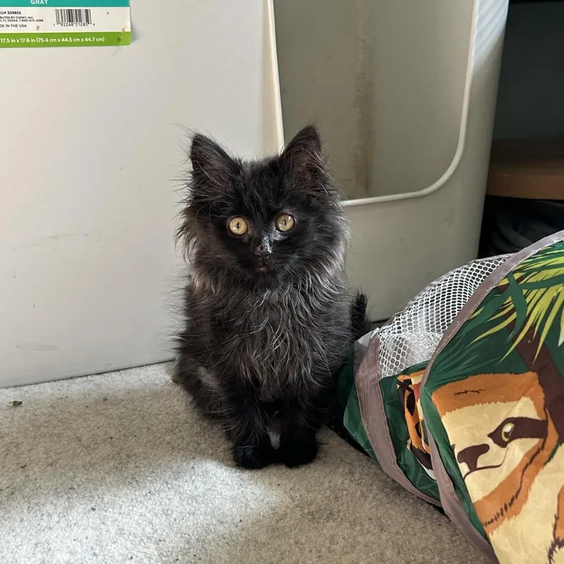 A baby small-sized female Black Domestic Long Hair cat named Sparkler for adoption in Ferndale, MI