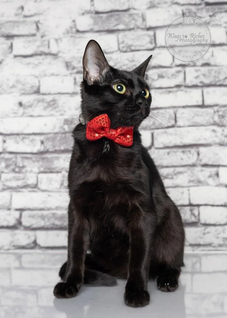 A baby medium-sized male Black Bombay cat named Romance  Aka Romeo for adoption in Tuscaloosa, AL