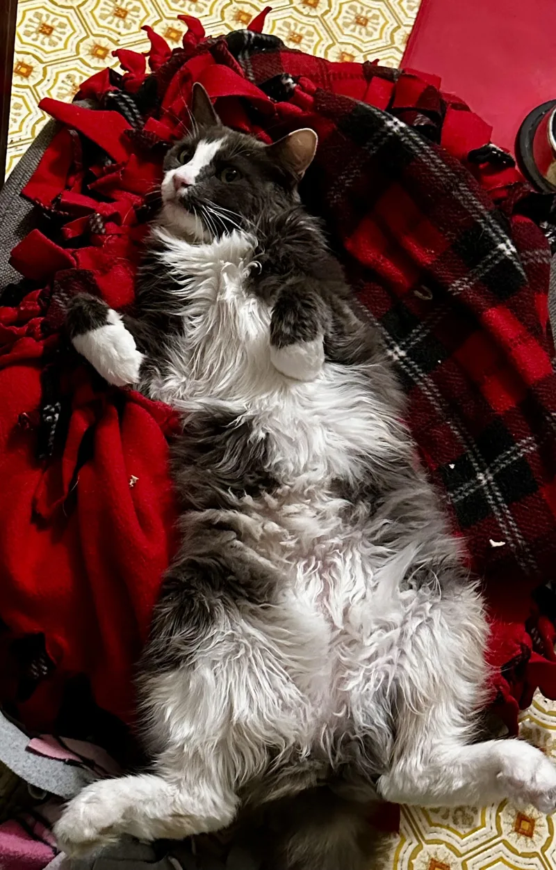 A senior large-sized female Domestic Long Hair cat named Jaida for adoption in Riverside, CA