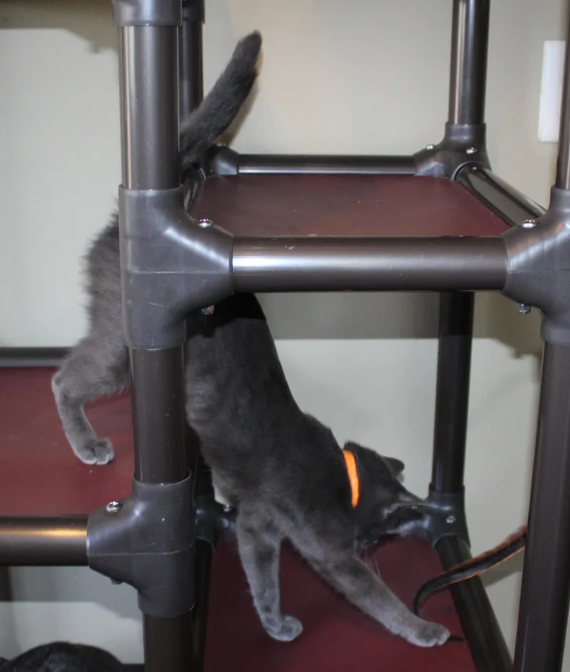 A young medium-sized female Gray / Blue / Silver Domestic Short Hair cat named Shade for adoption in Huron, SD