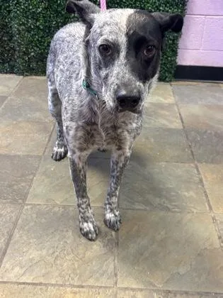 An adult medium-sized female White / Cream Australian Cattle Dog / Blue Heeler dog named 61243023 for adoption in El Paso, TX