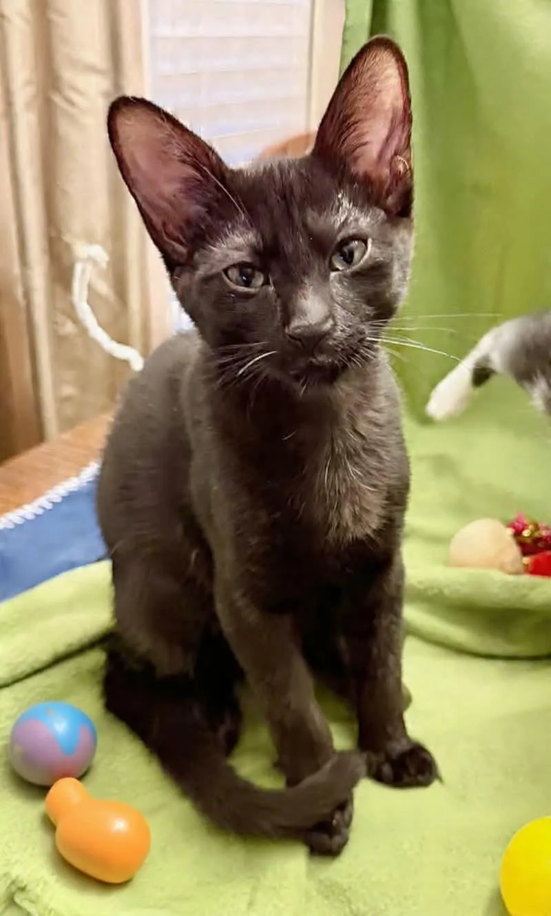 A baby medium-sized male Black Bombay cat named Simon for adoption in San Antonio, TX