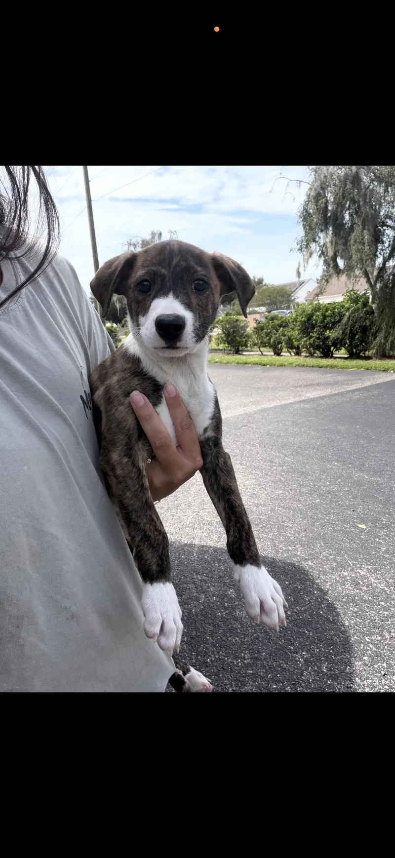 A baby medium-sized female Boxer dog named Birdie for adoption in Lutz, FL