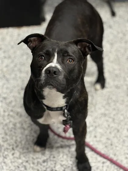 An adult large-sized male Mixed Breed dog named Elliot for adoption in West Chester, PA