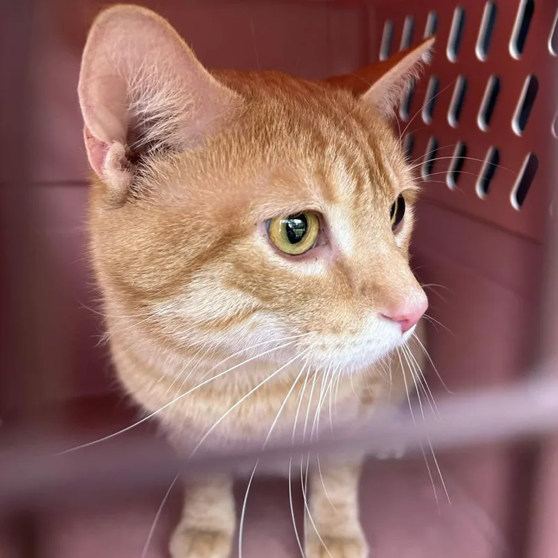 An adult small-sized male Orange / Red Domestic Short Hair cat named Chester for adoption in Johnstown, PA