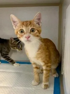 A baby small-sized male Orange & White Domestic Short Hair cat named Peach for adoption in Winter Haven, FL