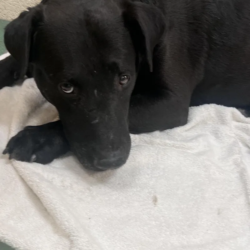 An adult large-sized male Black Mixed Breed dog named Buster P for adoption in Memphis, TN