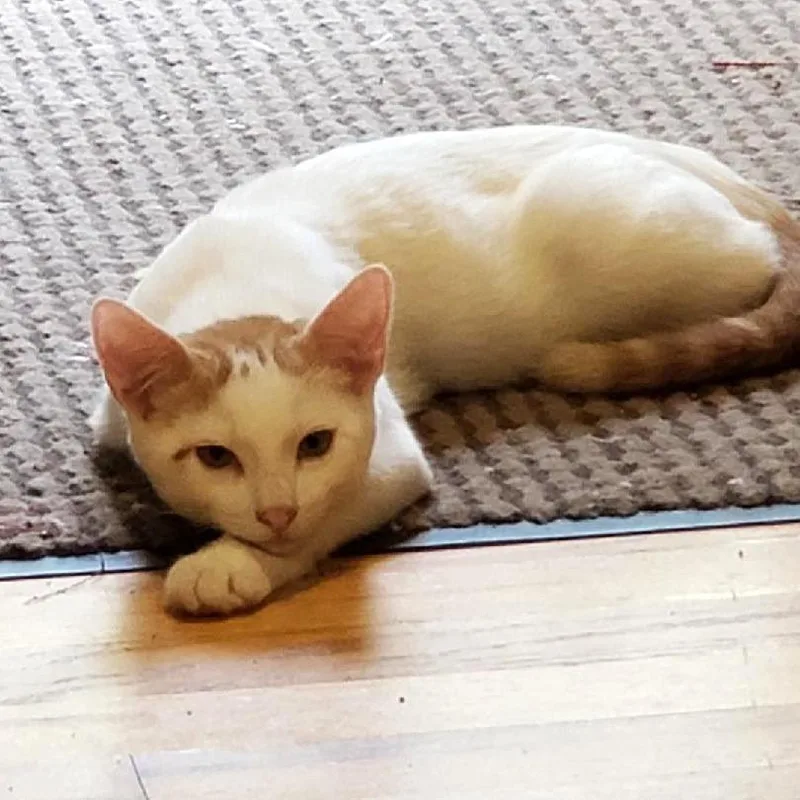 A baby small-sized male White Domestic Short Hair cat named Carrot Top for adoption in Bulverde, TX