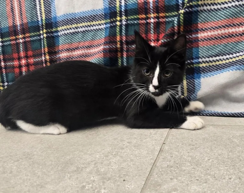 A baby small-sized female Domestic Short Hair cat named Mimsy for adoption in Dickson, TN