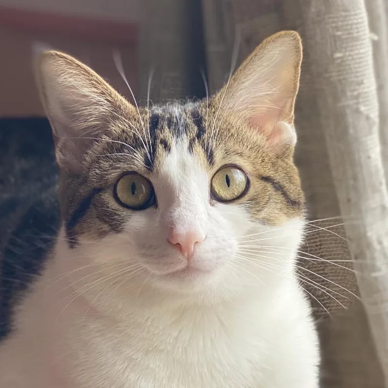 Hollywood thumbnail 2