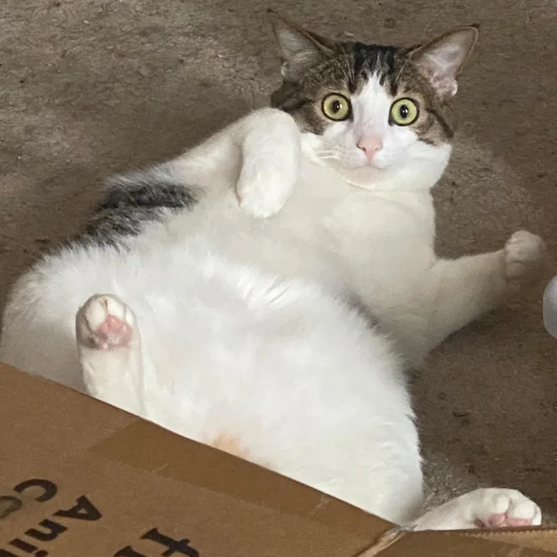 Hollywood thumbnail 3