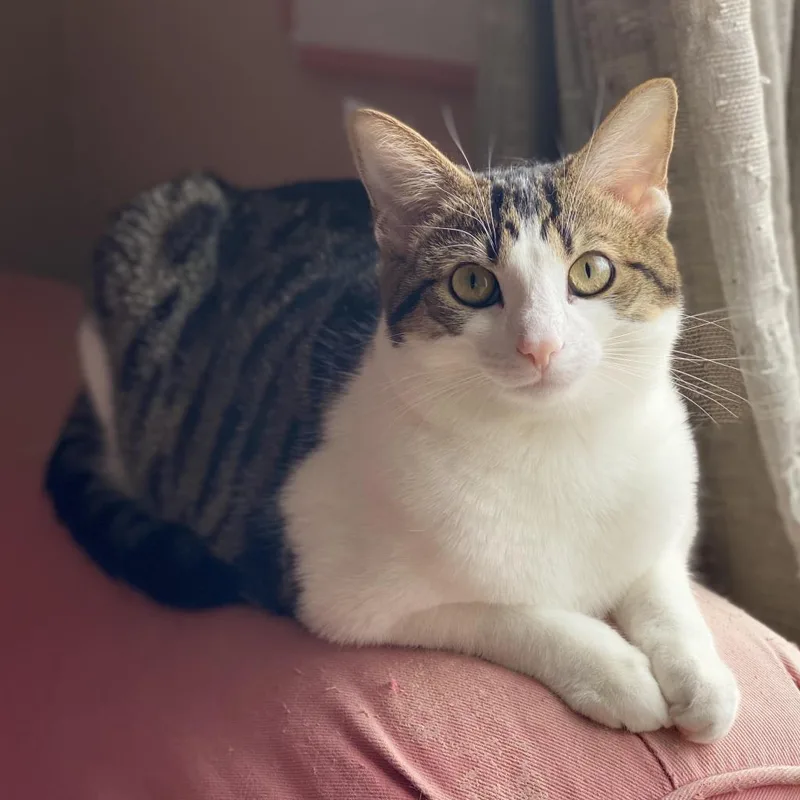 Hollywood thumbnail 6