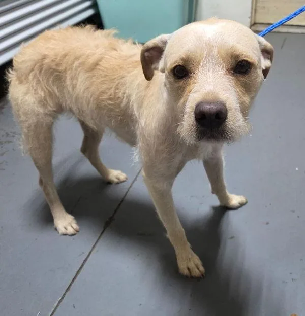 An adult medium-sized male Terrier dog named Butters for adoption in Dallas, GA
