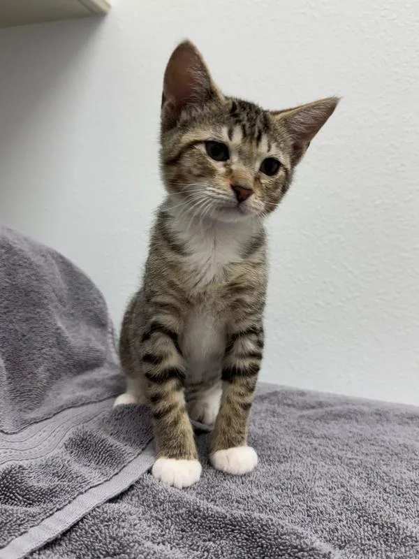 A baby small-sized female Domestic Short Hair cat named Bumble Bee for adoption in Wellington, FL