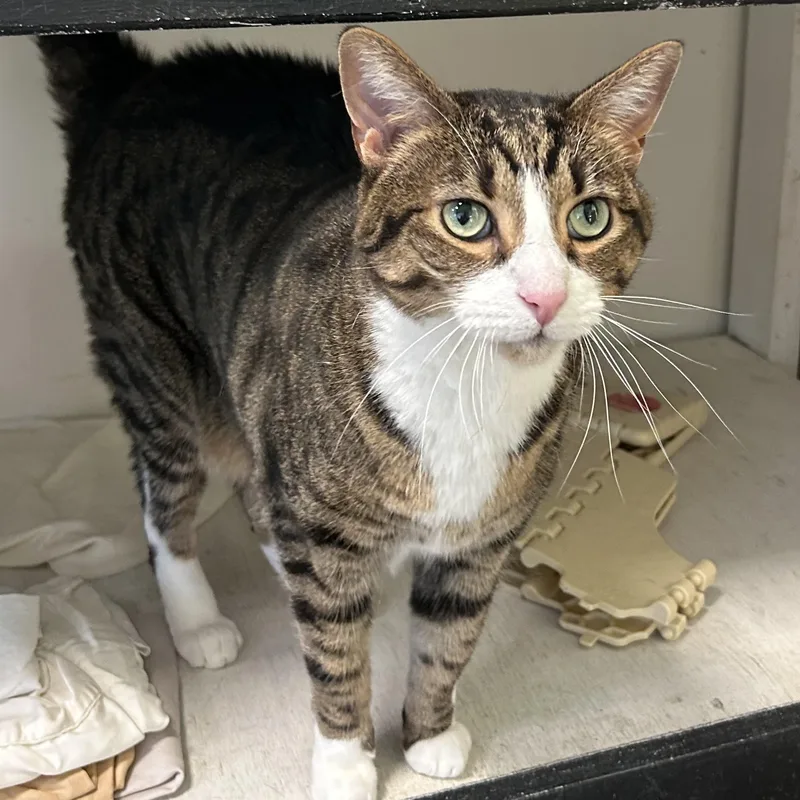 An adult medium-sized male Tabby (Brown / Chocolate) Domestic Short Hair cat named Kurt for adoption in Mokena, IL