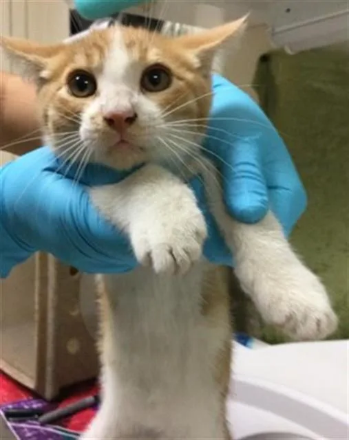 A baby small-sized male Domestic Short Hair cat named James P for adoption in Riverside, CA