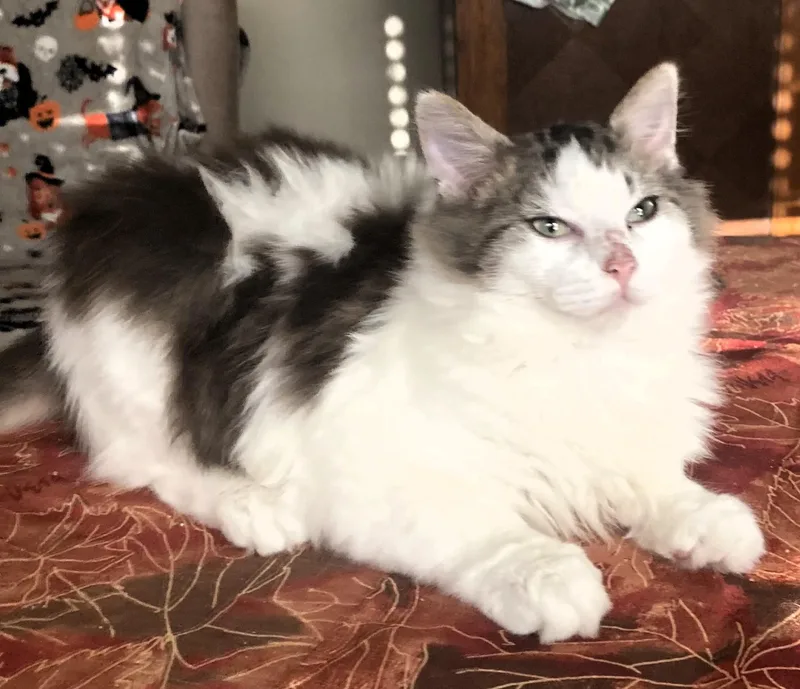 A baby medium-sized male Maine Coon cat named Alfie for adoption in Paris, KY