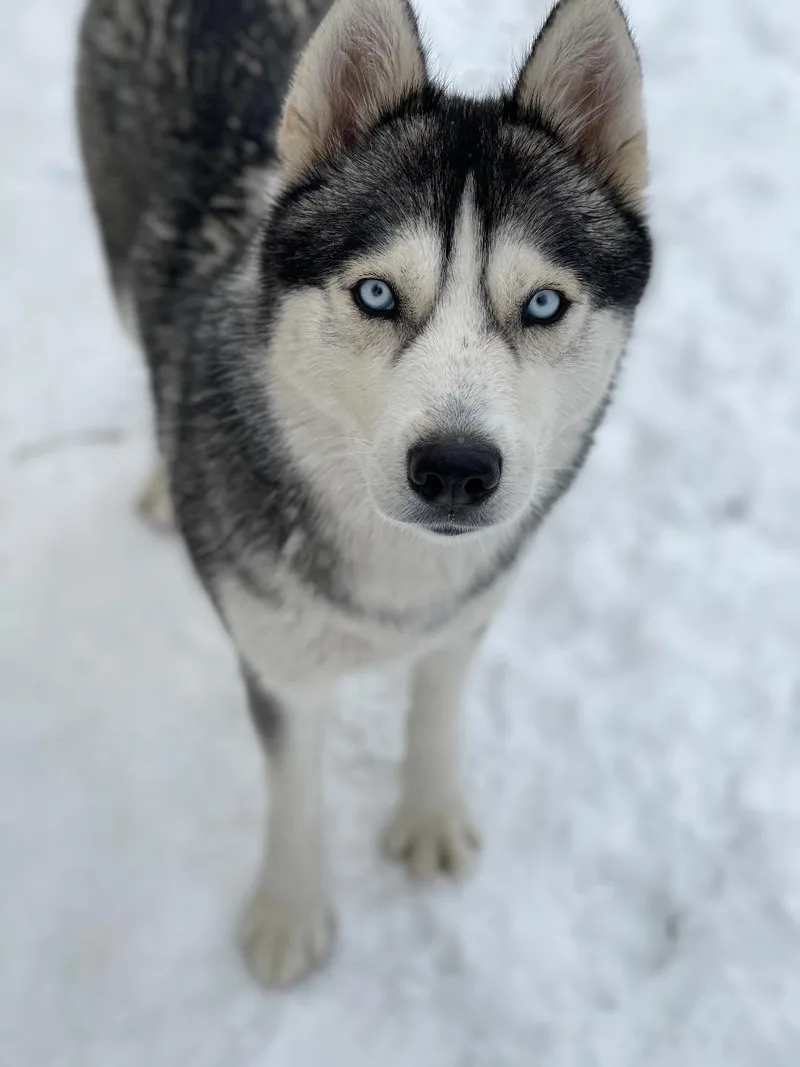 An adult medium-sized female Black Siberian Husky dog named Sky for adoption in East Brunswick, NJ