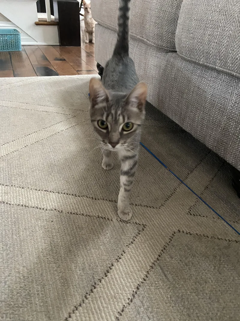 Spice Girl thumbnail 3