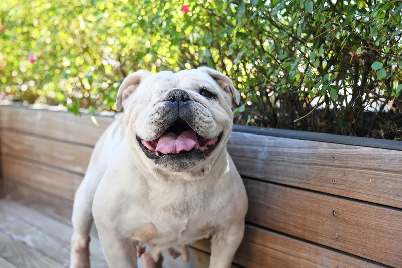 A senior medium-sized female English Bulldog dog named Swann for adoption in Salt Lake City, UT