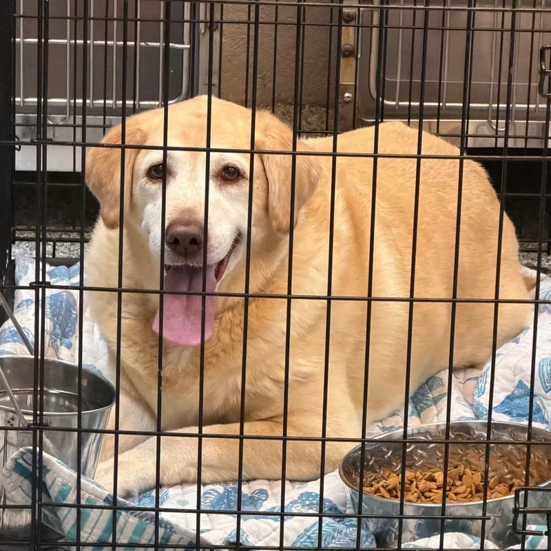 A senior large-sized female Yellow / Tan / Blond / Fawn Yellow Labrador Retriever dog named Dutchess for adoption in Port Charlotte, FL