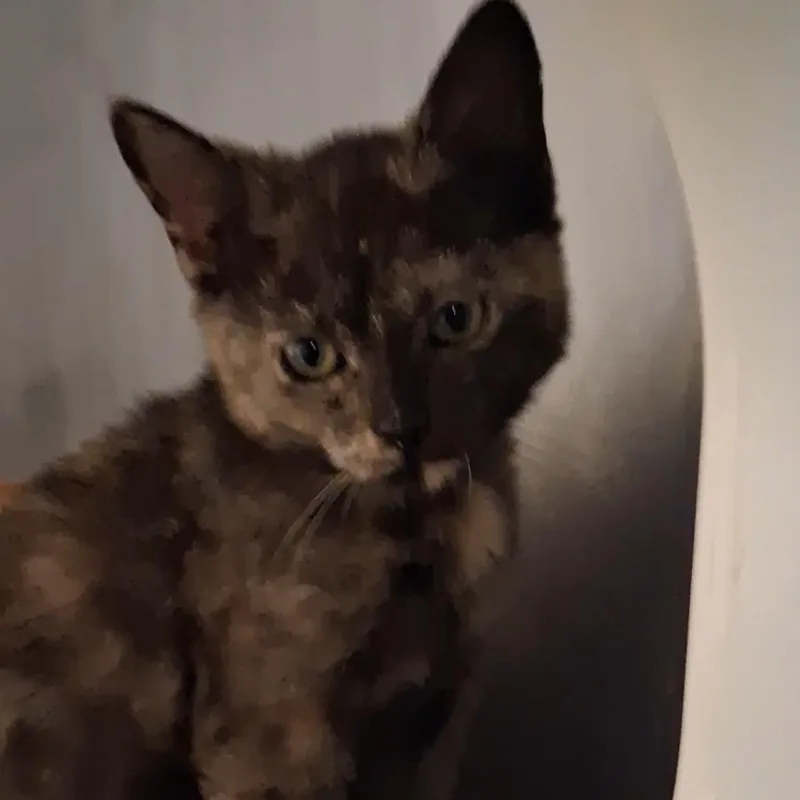 A baby small-sized female Domestic Short Hair cat named Shanzi for adoption in West Palm Beach, FL