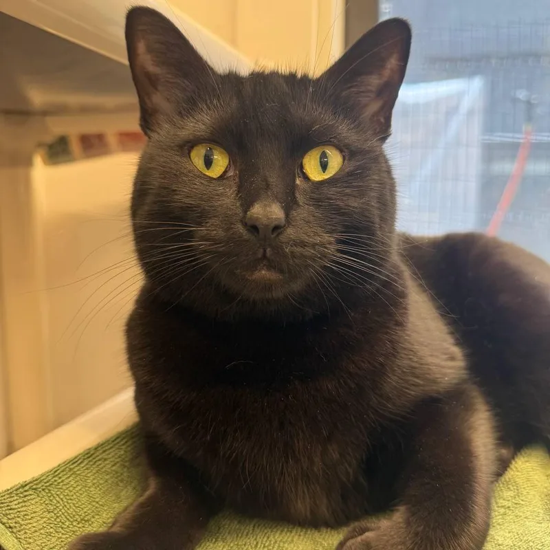 An adult medium-sized female Domestic Short Hair cat named Waffles for adoption in Westhampton, NY