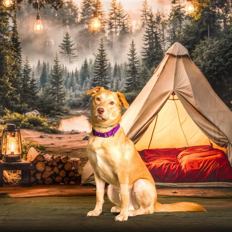 Twizzler thumbnail 4