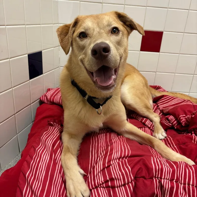 Twizzler thumbnail 5