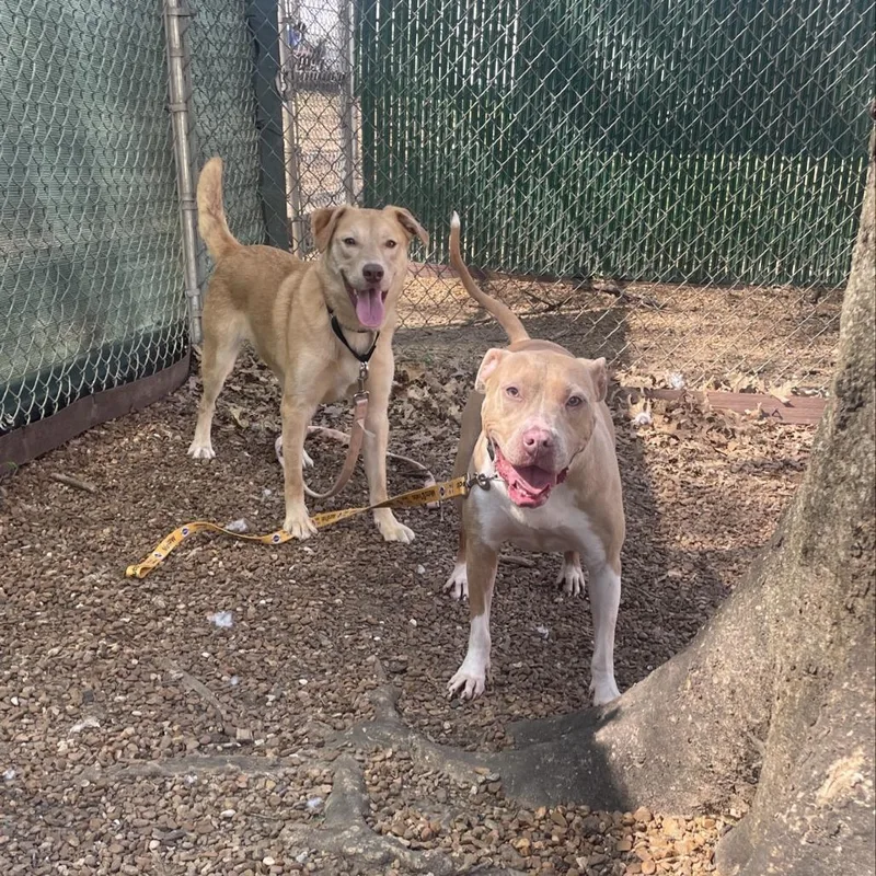 Twizzler thumbnail 6