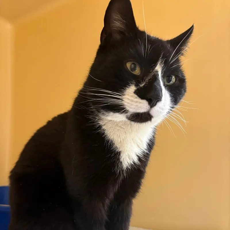 A young medium-sized male Black Domestic Short Hair cat named Larry for adoption in East Hanover, NJ