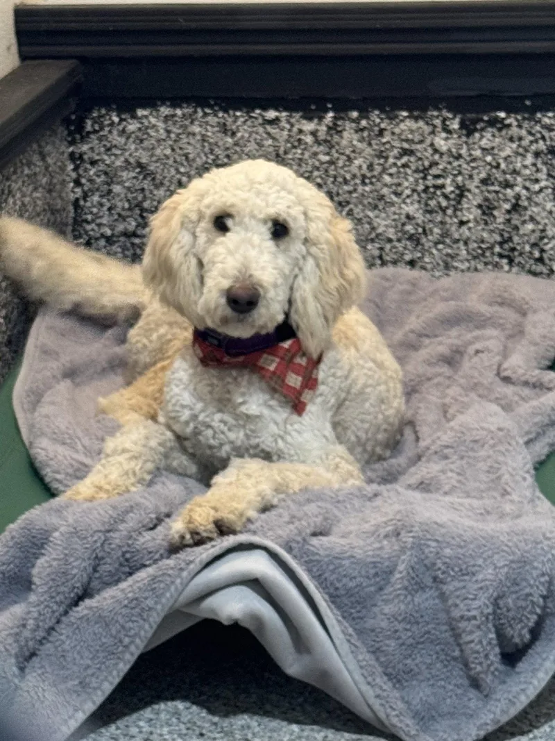 A young medium-sized male Standard Poodle dog named Mac for adoption in Leavenworth, KS