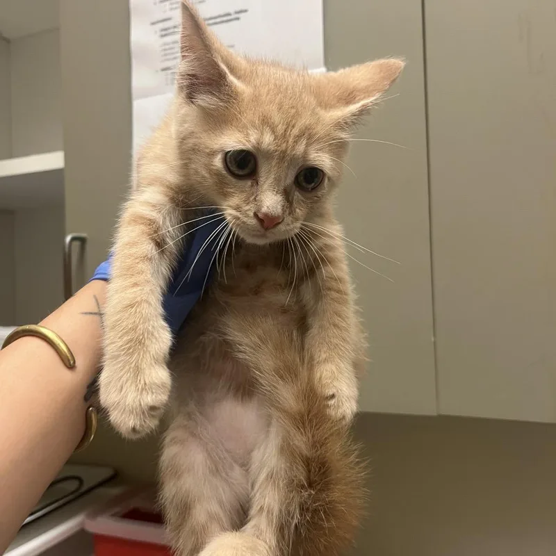 A baby small-sized male Orange / Red Domestic Short Hair cat named Colby for adoption in Columbus, GA