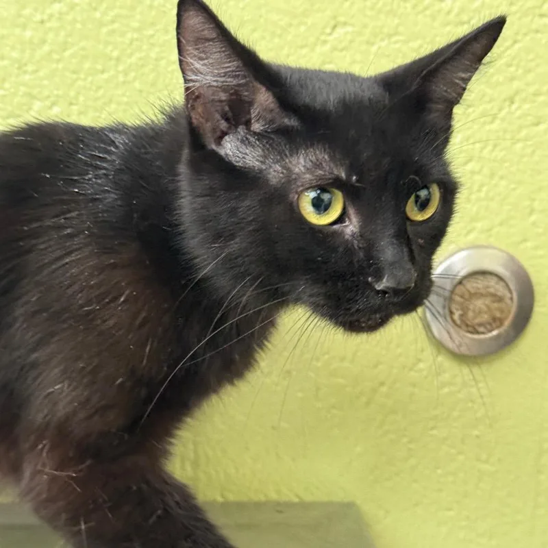 A young medium-sized female Black Domestic Short Hair cat named Marissa for adoption in Perkiomenville, PA