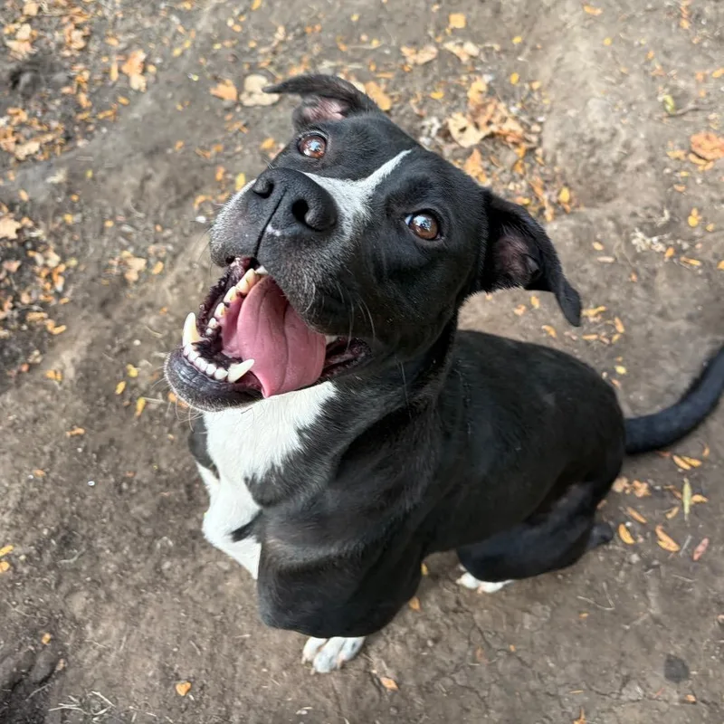 A young medium-sized male Black Terrier dog named Perry for adoption in Melbourne, KY
