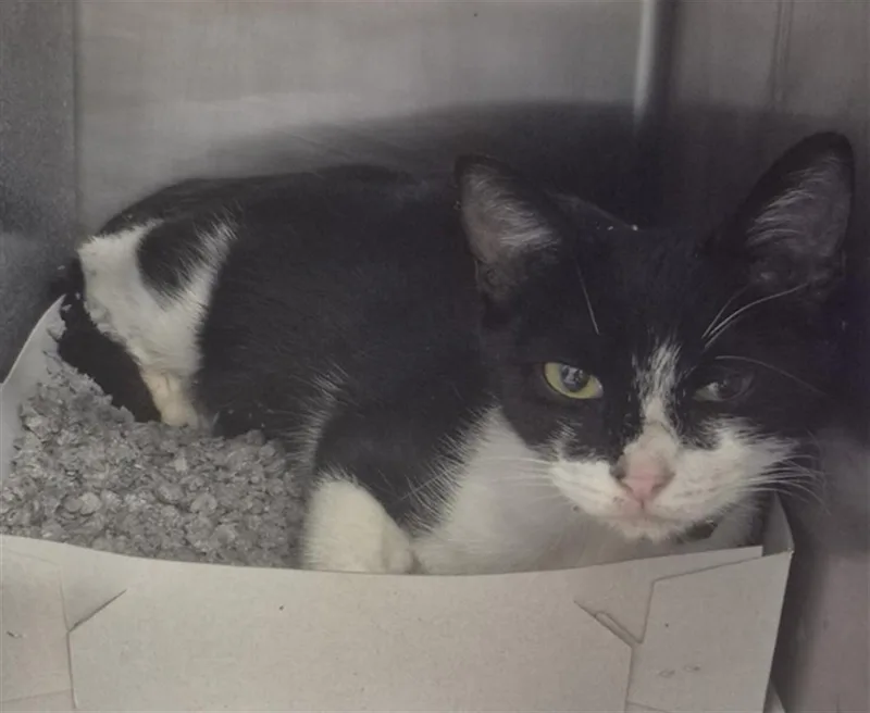A young medium-sized female Domestic Short Hair cat named Sandy Dee for adoption in Houston, TX