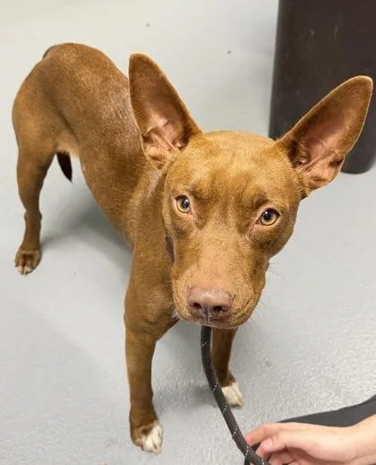 An adult medium-sized female Bull Terrier dog named Jitters for adoption in Daytona Beach, FL