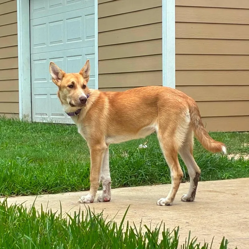 A young large-sized male Belgian Shepherd / Malinois dog named Laverne for adoption in Sugar Land, TX