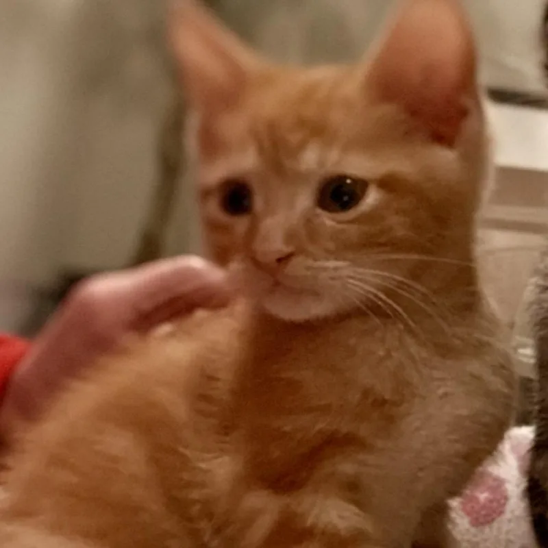 A baby small-sized male Orange / Red Domestic Short Hair cat named Leo for adoption in Springfield, IL