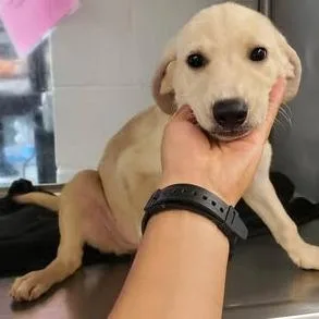 A baby small-sized female Yellow / Tan / Blond / Fawn Shepherd dog named Abigail for adoption in Weatherford, TX