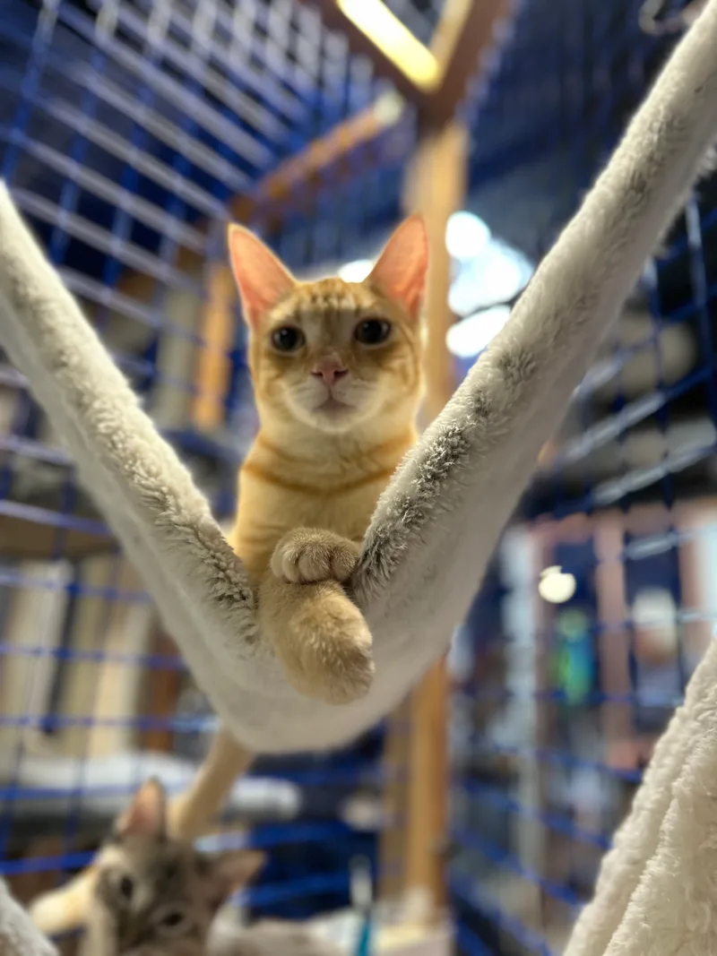 A baby medium-sized male Orange / Red Tabby cat named Armando for adoption in Pomona, CA