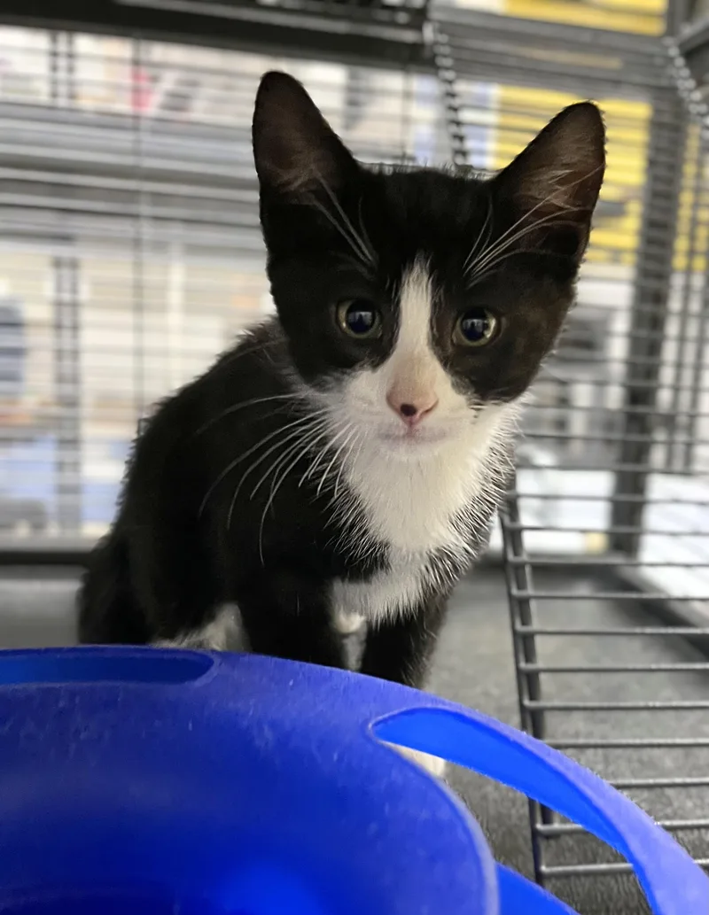 A baby medium-sized male Black & White / Tuxedo Domestic Short Hair cat named Cruz for adoption in Seville, OH