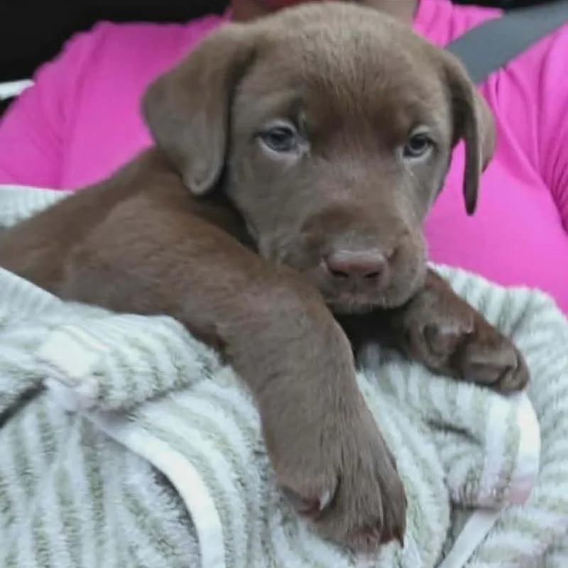 A baby large-sized male Brown / Chocolate Chocolate Labrador Retriever dog named Beau for adoption in Griswold, CT