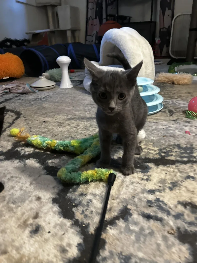 A baby small-sized female Black Domestic Short Hair cat named Rocky Road C Wright for adoption in Saunderstown, RI