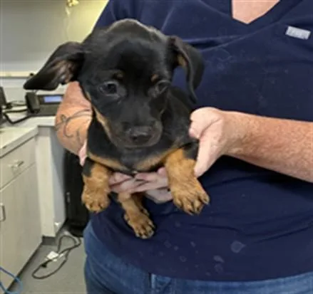 An adult small-sized male Chihuahua dog named A for adoption in Olivehurst, CA