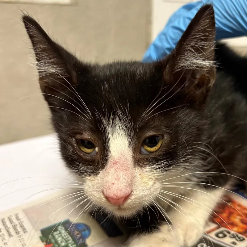 A baby small-sized male Black Domestic Short Hair cat named Flip for adoption in Yuma, AZ