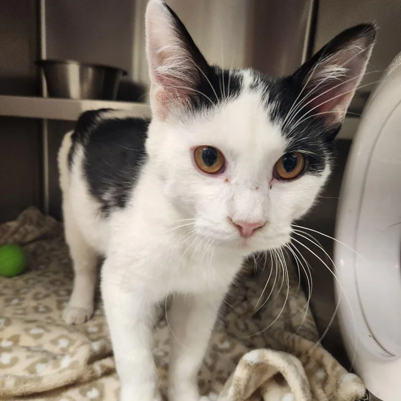 A young medium-sized male Domestic Short Hair cat named Pontiac for adoption in Liberty, MO