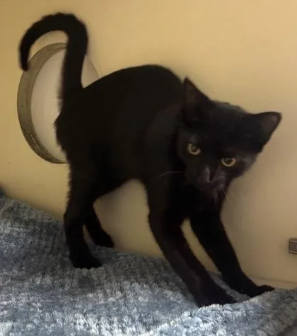 A young medium-sized female Domestic Short Hair cat named Raclette for adoption in Chamblee, GA