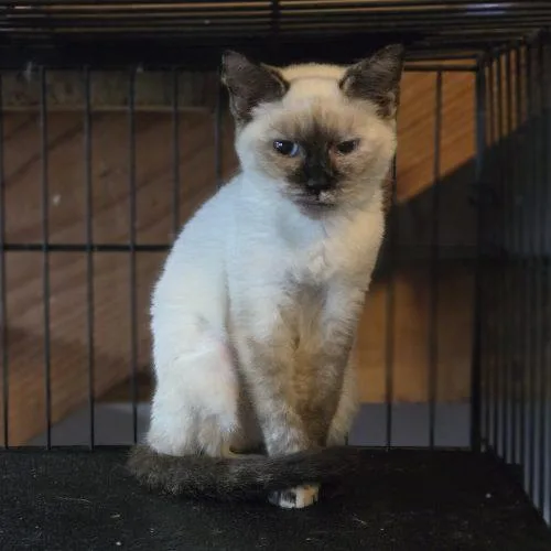 A baby small-sized female Siamese cat named Demi for adoption in Knoxville, TN